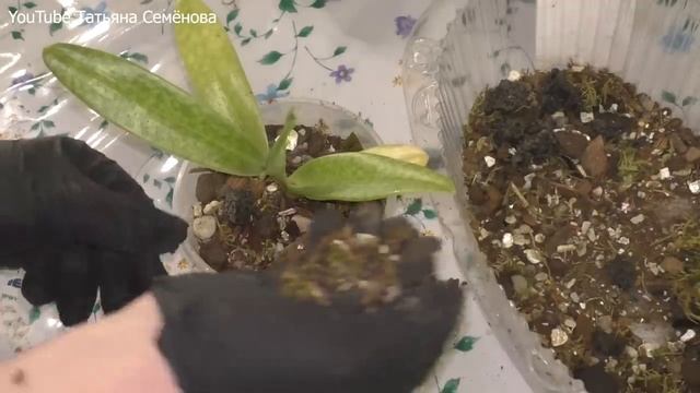 Посадка новых орхидей Paph Rothschildianum x Paph Red Shift и Vdnps Pulcherrimin (П2-2020) смотреть онлайн