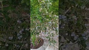 Подкормка Голубики Американской Сывороткой...