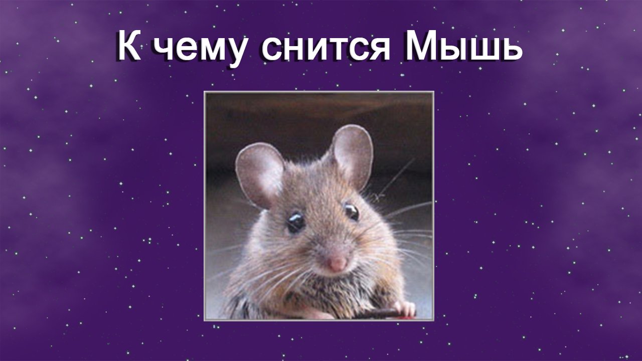 К чему снится Мышь (Сонник)