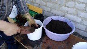 Клематис прямой трявянистный. Выращиваем, рассаживаем, реализуем.