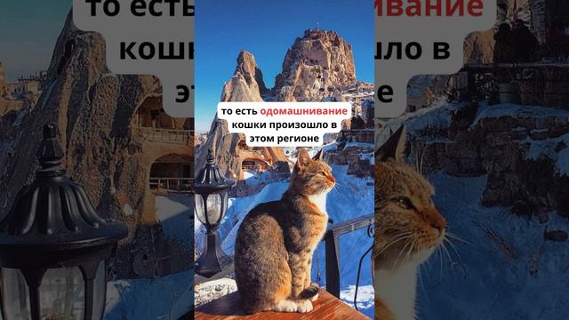 Турецкие породы кошек