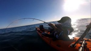 Longtail tuna on light line kayak fishing!