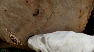РЯБИНА БОЯРЫШНИК ОГРОМНЫЕ БРЁВНА ЯСЕНЯ. СПАС МУРАВЬЁВ