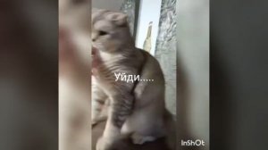 Я и мой кот Себастьян)