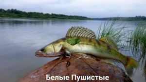 СУДАК?/Рыба/Животные/Интересные факты