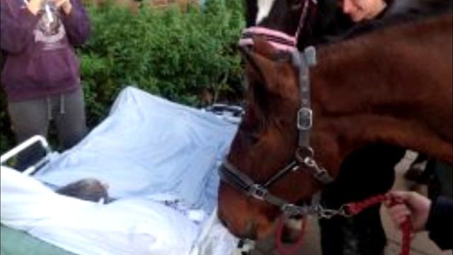 Уми-рая, женщина попросила лишь об одном: последний раз увидеть своих лошадей... История до слёз смотреть онлайн