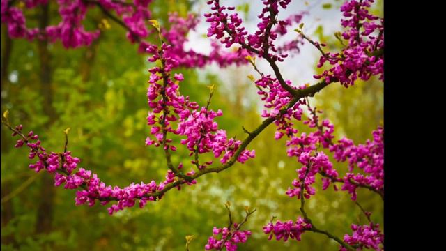 beautiful flute music birds sound with nature mind relaxation music sleep music calm music смотреть онлайн