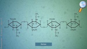 Биология 9 класс (Урок№4 - Органические молекулы. Углеводы. Липиды.)