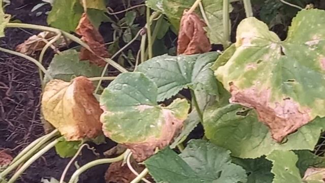 Эксперимент понравился.Огурцы защищены от вредителей.??#дача#огурцы#паутинныйклещ#сад #огород смотреть онлайн