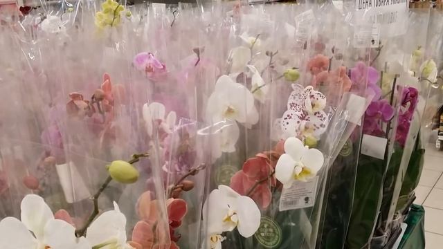 Обзор цветущих орхидей в магазинах Леруа Мерлен и Карусель..07.03.2020. смотреть онлайн