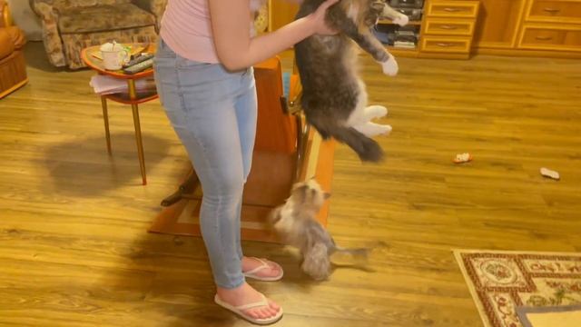 DOG VLOG: жизнь с двумя собаками /Заведу ли я вторую ?? / Едем на дачу и в гости / Корм Доминатор смотреть онлайн