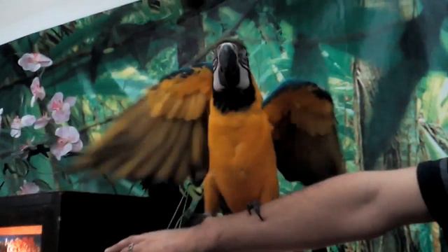 Я в зоопарке (говорящий попугай Кеша) смотреть онлайн