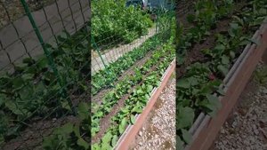 редис Дуся, результат