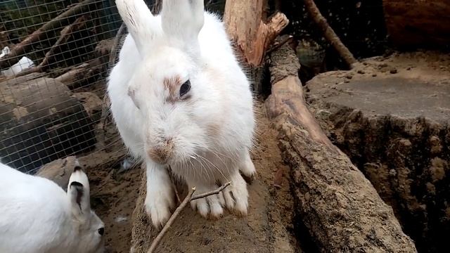 Беляки едят иву. Веточка для Кнопы и Фроси смотреть онлайн