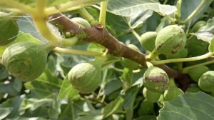 Лучшие сорта инжира. Саженцы черенки инжира. Черный Принц, Фиолетовый, Белый, Гибрид Кадоты.