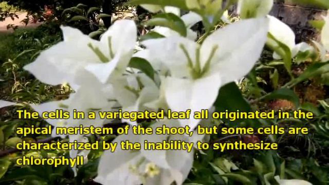 WHAT IS BOUGAINVILLEA CHIMERISM? смотреть онлайн