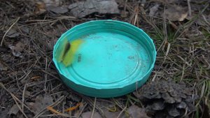 Бабочка-какаоманка