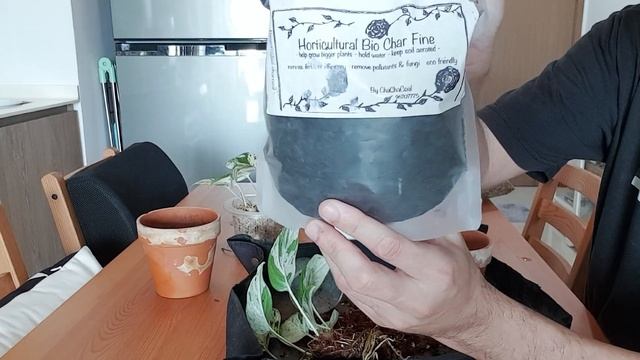 Life of a plant - Epipremnum pinnatum 'Marble King' (2.5 months update, propagation and repotting) смотреть онлайн