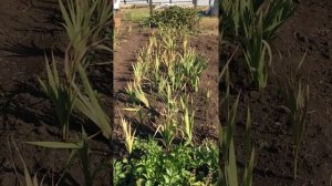 Осень. Когда выкапывать гладиолусы