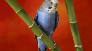 Пение волнистых попугаев