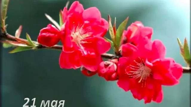 Медитации вдохновения на каждый день ,21 мая смотреть онлайн