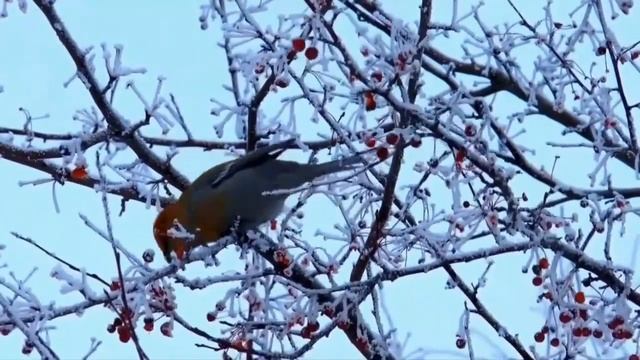 Народный календарь 4 января смотреть онлайн