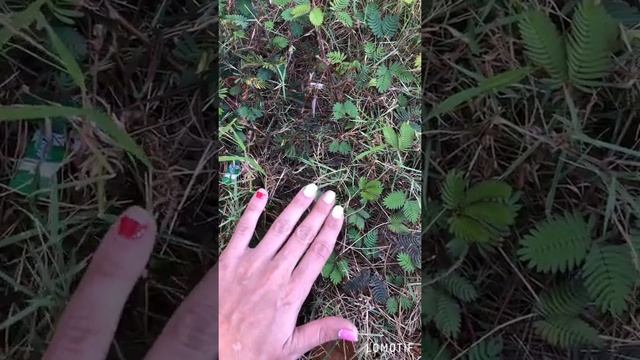 Bali. Nusa Dua. Plant Mimosa pudica. Бали. Нуса Дуа. Растение Мимоза стыдливая ( Недотрога). смотреть онлайн