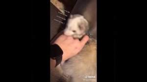 Милые животные_38