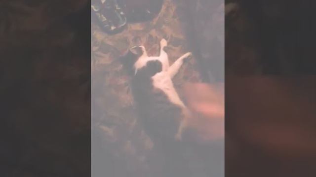 Кот - флегматик смотреть онлайн