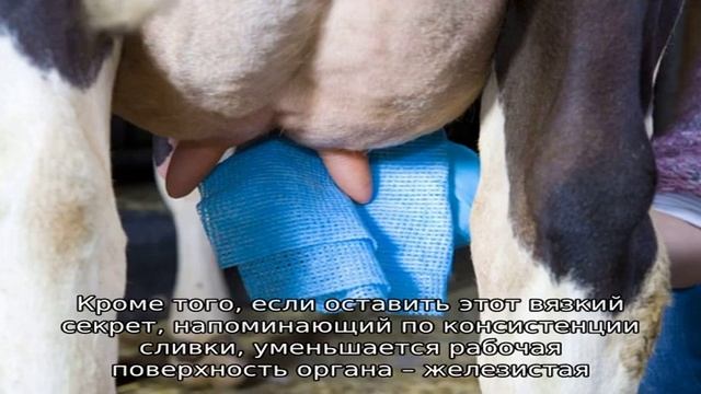 Как доить козу? смотреть онлайн