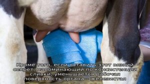 Как доить козу?