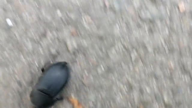 Огромнейший чёрный жук/ The hugest black beetle смотреть онлайн