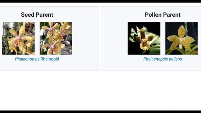 ПОТРЯСАЮЩАЯ ОРХИДЕЯ почтой и что делать после получения | ШИКАРНАЯ orchids phalaenopsis orchid смотреть онлайн