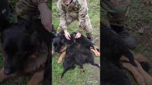 Щенки немецкой овчарки в возрасте 1,5 месяца, вес одного щенка 6 кг.