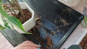 Двухметровый сингониум Империал Вайт, пересадка.