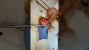 Удаление опухоли молочной железы у кошки.Removal of a mammary tumor in a cat.