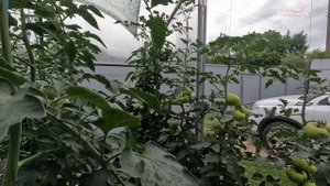 Все кисти на томатах становятся одинаково крупными!