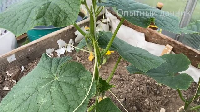 ХОТИТЕ МНОГО ОГУРЦОВ? Всего 1 капля и за ночь НАРАСТЁТ ТОННА огурцов! Обязательно попробуйте в июле
