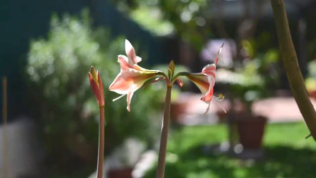 Crecimiento Flor 2017 смотреть онлайн