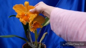 Орхидея КАТТЛЕЯ - долгожданное домашнее цветение ☺Potinara Haw Yuan Gold "Yung  Kang#2 FCC/RHS