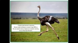 1кл.окр.мир.Где живут слоны.