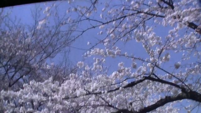 Panasonic 145-inch 8k Plasma-Display "First look" смотреть онлайн