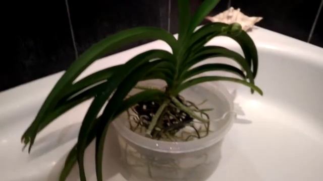 Прекрасное цветение ринхостилиуса Ретуза смотреть онлайн