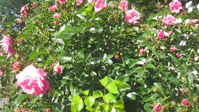 Rosa Palmengarten Frankfurt смотреть онлайн