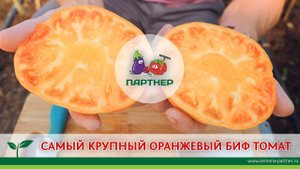 САМЫЙ КРУПНЫЙ ОРАНЖЕВЫЙ БИФ-ТОМАТ – АМАНА ОРАНЖ