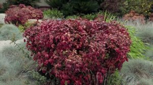 The deepest red shrub.. Nandina Nana