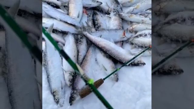 Улов корюшки и селедки на снасти от т Mr. Musurok Lures&Rods Камчатка, Усть-Камчатск, оз. Нерпичье смотреть онлайн