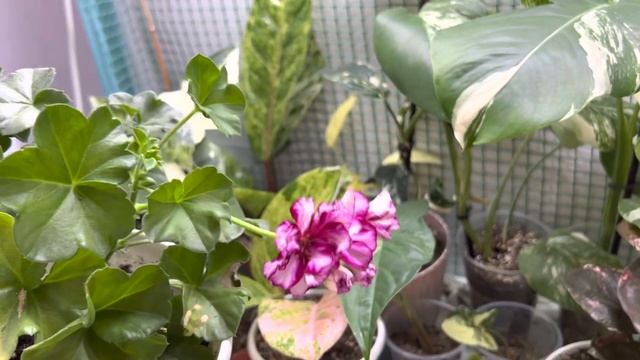 Алоказия Жаклин новинка в моей коллекции смотреть онлайн