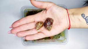 Решили завести улитку?/Что нужно?/Первые шаги для комфорта вашей улитки/АХАТИНА/АРХАХАТИНА🐌