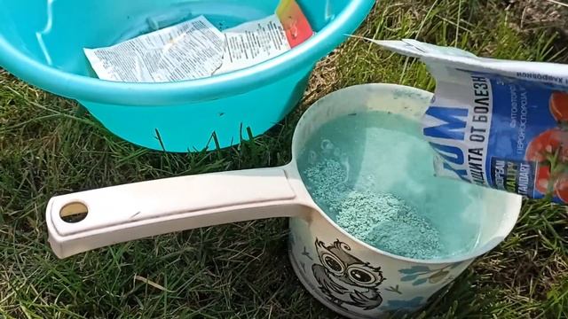 АНТРАКНОЗ смородины!!! Вовремя обнаружить и вылечить!!!
